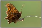 Schmetterling4