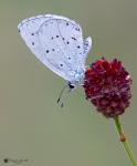 Faulbaum-Bläuling (Celastrina argiolus)