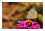 Schmetterling 2