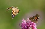 Fliegender Schmetterling