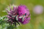 Hornklee Widderchen
