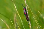 Hornklee Widderchen