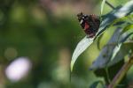 Altglas und Schmetterling