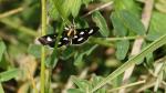 Unbekannter Schmetterling