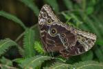 Morpho peleides