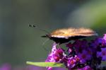 Schmetterling von der Seite