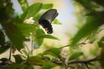 Papilio protenor in Nepal