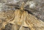 Pterostoma palpina - Palpenzahnspinner