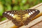 Schmetterling im Park