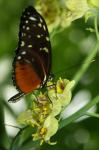 Schmetterling Nr. 3