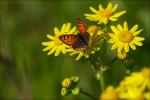 Schmetterling