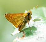 Schmetterling 4