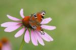 Schmetterling auf Echinacea