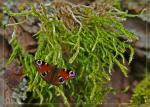 Schmetterling auf Grünzeug