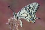 Schwalbenschwanz, (Papilio machaon)