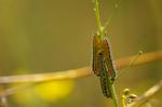 Resedafalter Raupe