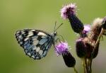 Schmetterling