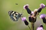 Schmetterling