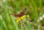 Schmetterling