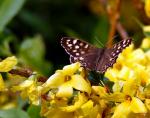 Schmetterling/Butterfly