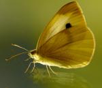 Schmetterling1