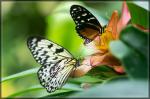 SUF Stammtisch Schmetterling