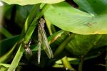 Libelle beim Schlüpfen