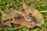 Blutrote Heidlibelle Paarung im November