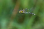 Blaugrüne Mosaikjungfer (Aeshna cyanea) männl.