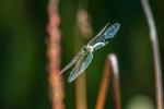 Blaugrüne Mosaikjungfer (Aeshna cyanea) männl.