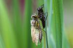 Vierflecklibelle beim Schlüpfen [4]