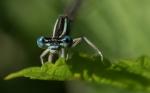 Neugier - Blaue Federlibelle