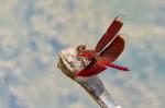 Neurothemis spec