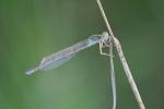 Weibchen der Blauen Federlibelle (Platycnemis pennipes)