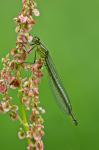 Kleinlibelle