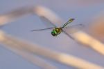 Libelle