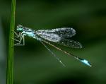 Libelle im Regen