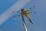 Libelle