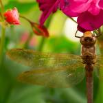 Dragonfly2