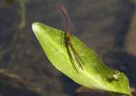 Gedränge auf Blatt