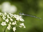 blaue Federlibelle