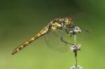 Libelle