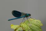 Libelle1