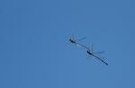 Libellen im Flug