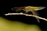 Vierfleck (Libellula quadrimaculata)