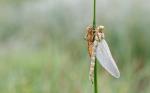 Frisch geschlüpfte Libelle