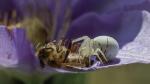 Hochzeit der Misumena vatia