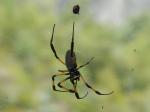 Néphila nigra (Ile de la Réunion)