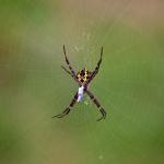 Spinne -II-