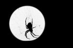 Spinne